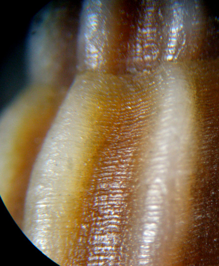 1) Mangelia bertrandi?